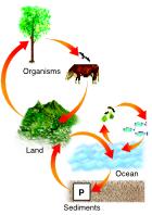 The Phosphorus Cycle Phosphorus is essential to living organisms because it forms part of important