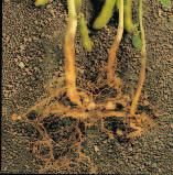 The plants are not left in the field to decay and return their nitrogen compounds to the soil. If these nitrogen compounds are not replaced, the soil could become infertile.