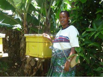 projects: Beekeeping Nurseries