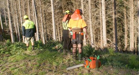 TREE FELLING PROCEDURES FIVE-STEP TREE FELLING PROCEDURE No two trees are the same.