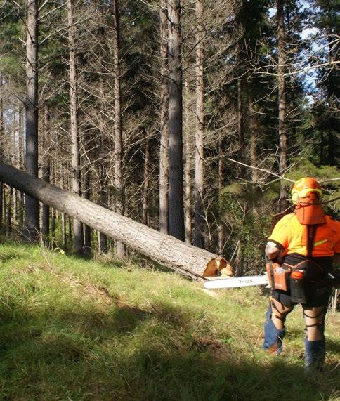 STEP 5 RETREAT AND OBSERVE Retreating along the escape route and observing as the tree starts to fall is critical to faller safety.