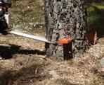 The split-level backcut is commonly used in conjunction with the Swedfor scarfing method. The faller should place their hammer and wedge on the ground at the back of the tree.