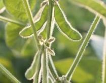 Intacta RR2 PRO Soybeans First Generation Expected to Rapidly Penetrate 100M Acre Opportunity; Second Generation Already in Phase 4 INTACTA RR2 PRO 2025 TARGET: ~145M Acres of Trait Upgrades ACRES