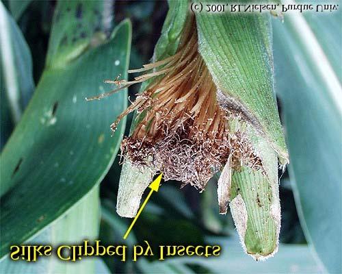 Important factors for Pollination & grain fill Minimal stress from moisture deficits.