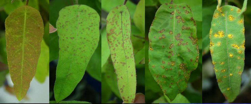 disease severity (Figure 3). Approximately 48% of E. grandis seedlings were resistant (disease severity score 1 or 2) to myrtle rust. In comparison, 59% of 300 E.
