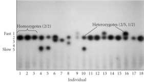 Heterozygosity in proteins Measured by average heterozygosity Average heterozygosity was 12% in Drosophila pseudoobscura Average heterozygosity in humans