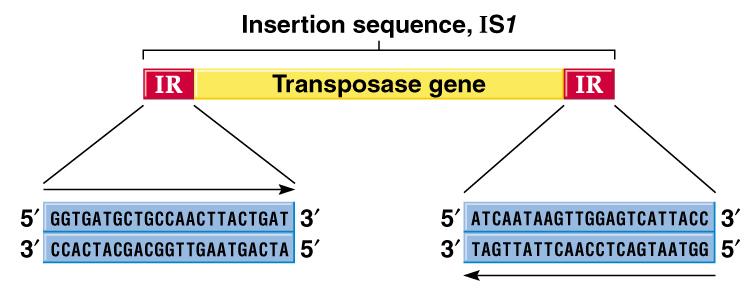 Encode only genes for mobilization and insertion. 3. Range in size from 768 bp to 5 kb. 4. IS1 first identified in E.
