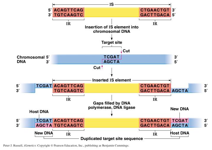 Sources of genetic variation: DNA rearrangements Integration of IS