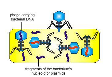A lytic bacteriophage adsorbs to a susceptible bacterium. 2. The bacteriophage genome enters the bacterium.
