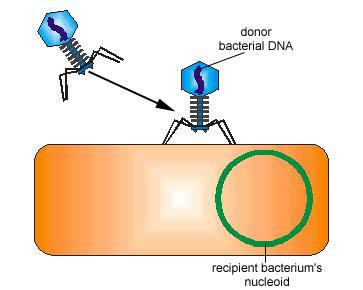 The bacteriophage carrying the donor bacterium's DNA adsorbs to a recipient bacterium
