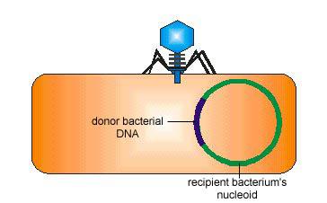 The bacteriophage inserts the donor bacterium's DNA it is carrying into the recipient