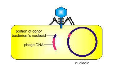 The bacteriophage inserts its genome into the bacterium's nucleoid to become a prophage.