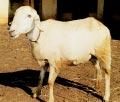 Maes are seected on the basis of dam s mik production and physica appraisa; woo weight was given some weightage. The rams are used for a maximum of 2 years and repaced thereafter to avoid inbreeding.