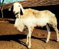 The breed is aso referred as Bannur and Bandur.