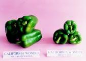 186 DARE/ICAR ANNUAL REPORT 2002 2003 Caifornia Wonder capsicum deveoped bigger fruits when grown under protected condition than when grown under open condition Turmeric is one of the widey grown