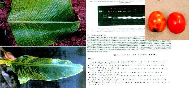 198 DARE/ICAR ANNUAL REPORT 2002 2003 A nove process of producing neem oi micro-emusion (an environment friendy pesticide) without empoying a cosurfactant and acoho has been deveoped, and fied for