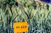 20 DARE/ICAR ANNUAL REPORT 2002 2003 Wheat and barey varieties identified Production conditions and area of recommendation HS 420 wheat has been identified for reease for ate-sown rainfed hiy areas