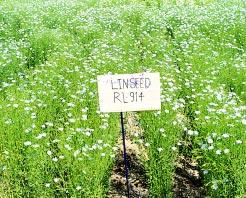 Its oi content is 41% Linseed varieties reeased Variety Reeased/ Average Days to Area of Saient identified seed yied maturity adoption features (tonnes/ha) KL 210 Identified 0.