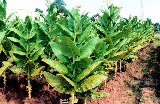 45 CROP IMPROVEMENT AND MANAGEMENT Burey tobacco variety Sweta has been recommended for identification for ight sois of Andhra Pradesh in monsoonic conditions.