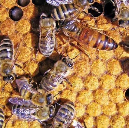 The Buzz About Bees Honey bees are social insects that live together in colonies. The colony members include the queen, thousands of female worker bees, and the male drones.