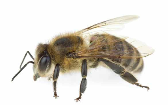 The Buzz About Bees Continued Worker bees communicate the location of flowers through a waggle dance.