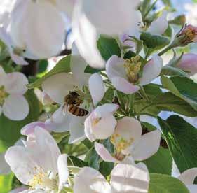 Apples, pumpkins, strawberries, alfalfa, sunflowers, oranges, buckwheat, and almonds are just some of the crops that rely on honey bee pollination.