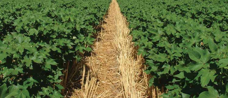 DECREASE SOIL LOSS BY 50% Soil conservation efforts are high priority for cotton farmers as soil losses can create environmental degradation, reduce farm productivity and decrease the quality and