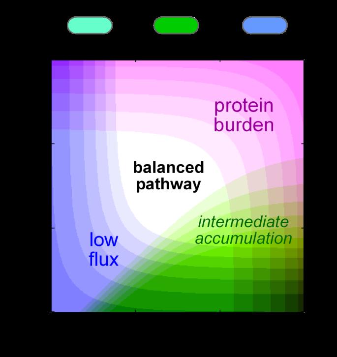 Balancing Protein Levels is
