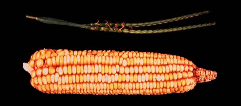 Many crops cannot survive in nature: maize, with its very tight ears, cannot seed