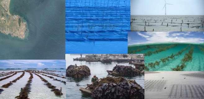 96% of total seaweed capture