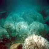 severe coral bleaching and and mortality to to increasing rates of of global climate change attributed to to