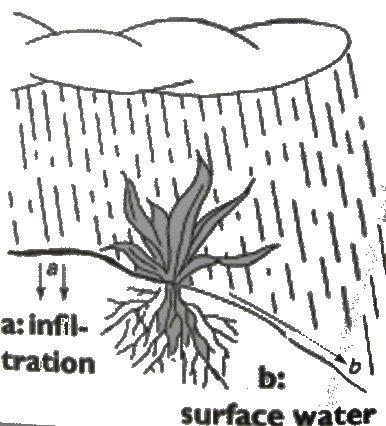 4 Rain water harvesting with Vetiver Groundwater recharge is needed where there are hard soil layers or rocks in the soil, so that it is impossible to make a recharge hole.