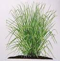 The advantages are that it is cheap since the user only needs to acquire Vetiver slips (planting material) and supply the labour. 4.