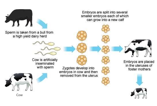 Embryo transplant cloning Sperm is taken from a bull Embryos are split into smaller embryos, each of which can grow into a calf Embryos are