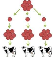 Animal cloning Embryo cloning Best cow given fertility hormones to produce lots of eggs and fertilise from best bull Divide each embryo into individual cells - Each cell grows into an identical