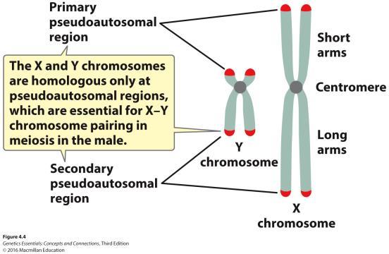 Freeman and Company Sex Determination Sexual reproduction: alternates between haploid and diploid states Most organisms have two sexual