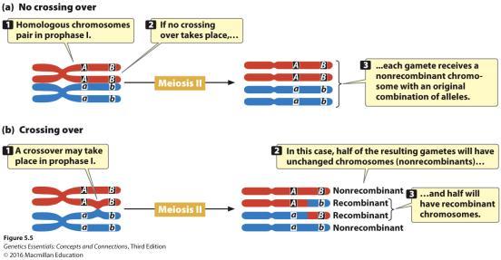heterozygous and ½ homozygous progeny. b.