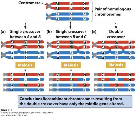 A Three-Point Testcross Can Be Used to Map Three Linked Genes Constructing a Genetic Map with the Three-Point Testcross Determining the gene order Determining the location of crossovers Recombination