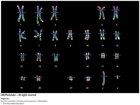 Aneuploids, and Polyploids Chromosome morphology (position