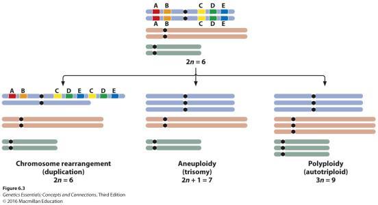 +1 Polyploidy, addition of whole set: 3n Chromosome Rearrangements Alter Chromosome
