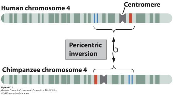 A deletion results in only one normal copy of the gene; Notch: Drosophila needs two copies of gene to form on wings Chromosome