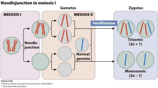 of centromere during mitosis and meiosis Robertsonian translocation Nondisjunction