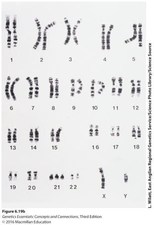 Concept Check 5 A diploid organism has 2n = 36 chromosomes. How many chromosomes will be found in a trisomic member of this species?