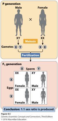 Genic Sex-Determining System No sex chromosomes, only the sex-determining genes Found in
