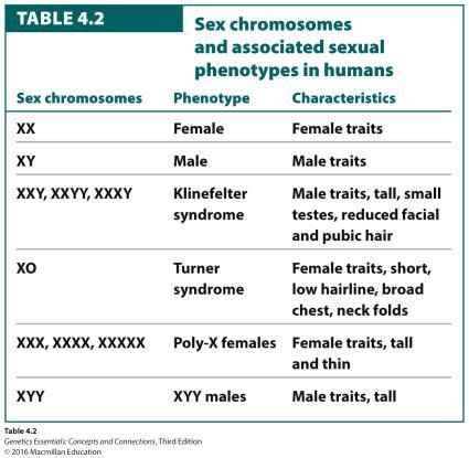the Y chromosome determines maleness Turner syndrome: XO; 1/3000 female births