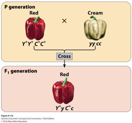 ABO blood group Gene Interaction Takes Place When Genes At Multiple Loci