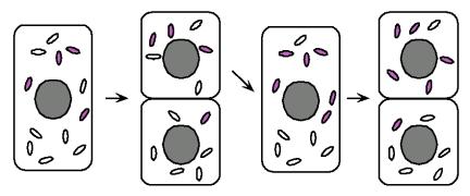 Mitochondrial inheritance pattern Mitochondrial diseases homoplasmy from heteroplasmy