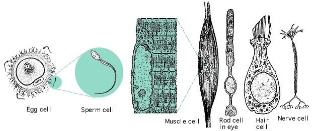 Different cell types