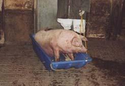 Sled * Immobile pigs are pigs that refuse to get up, are unable to stand unaided and are unable to bear weight on two of its legs (Source: National Pork Board).