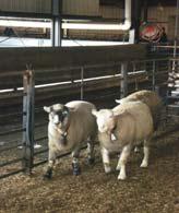 This includes but is not limited to sharp ends or edges that will harm the animal. For sheep, some plants may use lead animals which include other sheep or goats as an animal handling tool.